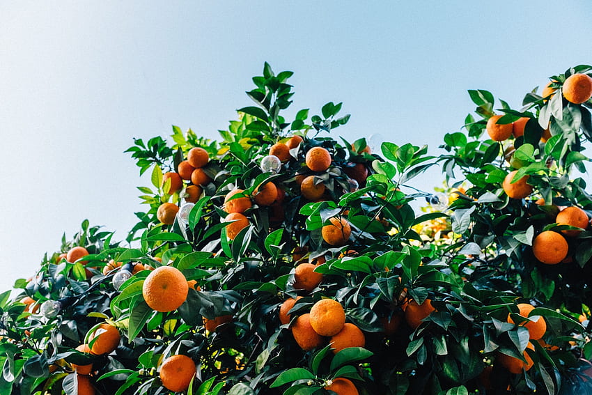 Fruits, Food, Tangerines, Wood, Tree HD wallpaper