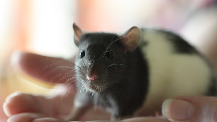 Animals, Muzzle, Mouse, Rodent, Rat HD wallpaper