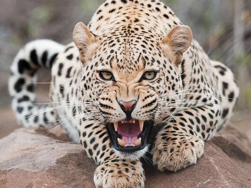 Animal - Leopardo. Felinos ferozes. Animais, Gatos e papel de parede HD