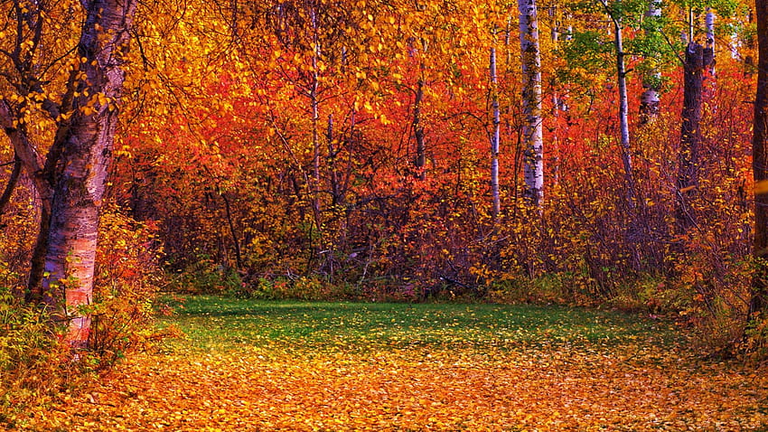 Edmonton, Alberta, sonbahar, ağaçlar, yapraklar, Kanada'da Güz Renkleri HD duvar kağıdı