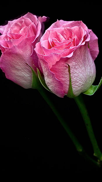 Pink flower for mobile android HD wallpapers | Pxfuel