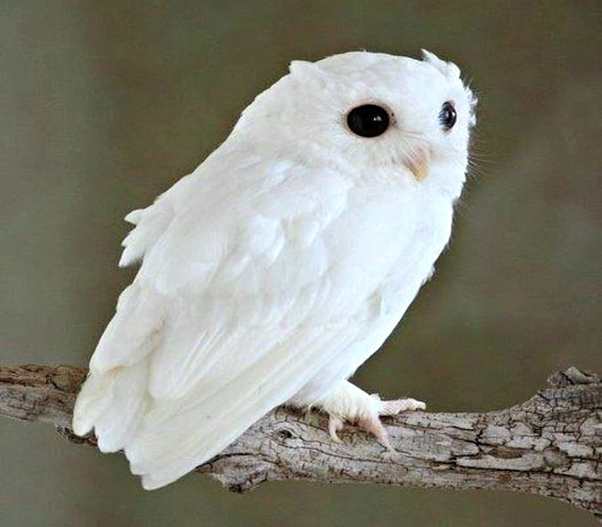 Albino Owl, Animais, Bird, Coruja, Albino papel de parede HD