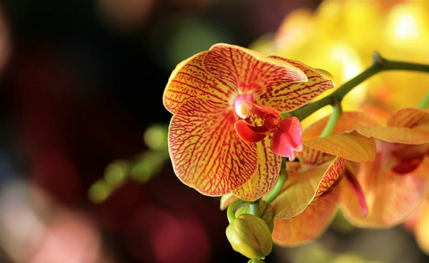 Orchideen, Blumen, Blüte, Blütenblätter HD-Hintergrundbild