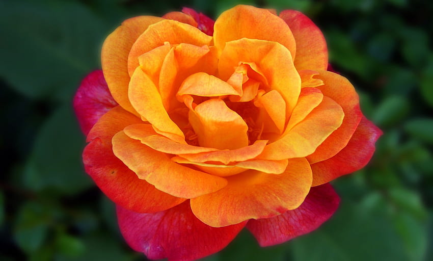 Orange Pink Rose, rose, pink, layers, petals, flower, nature, orange HD wallpaper
