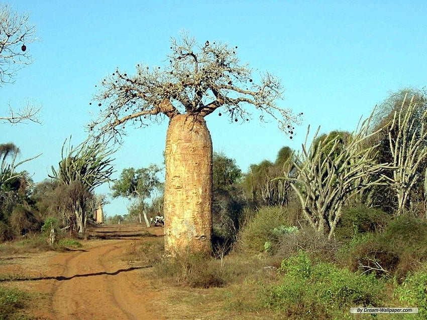 - Viaggio - Paesaggio del Madagascar, Paesaggio del Madagascar Sfondo HD