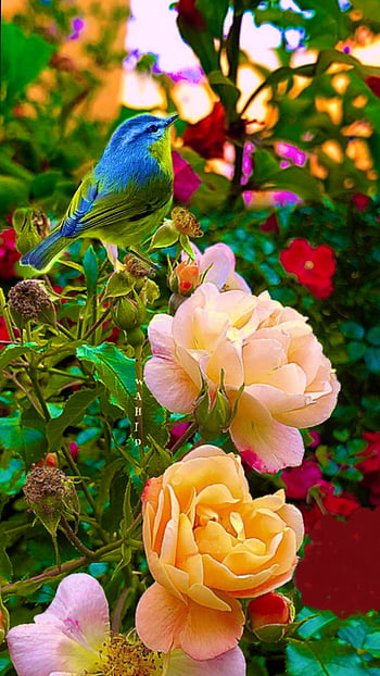 Beautiful Flowers Roses Garden Roses Green Nature HD phone wallpaper   Pxfuel