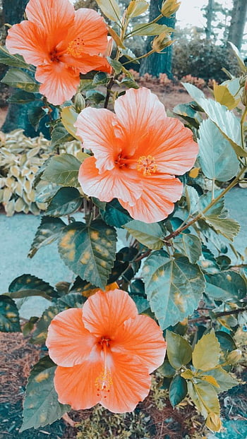 orange hawaiian flower background
