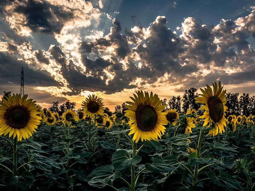 680 Sunflower Hd Images, Stock Photos & Vectors | Shutterstock