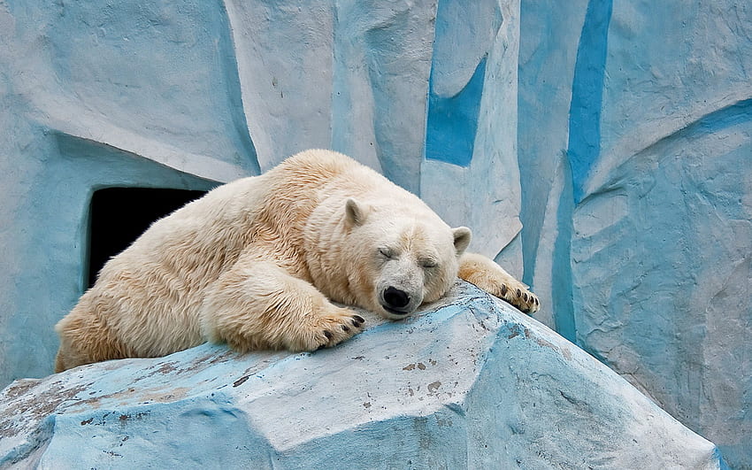 Animals, Stones, Ice, To Lie Down, Lie, Polar Bear HD wallpaper