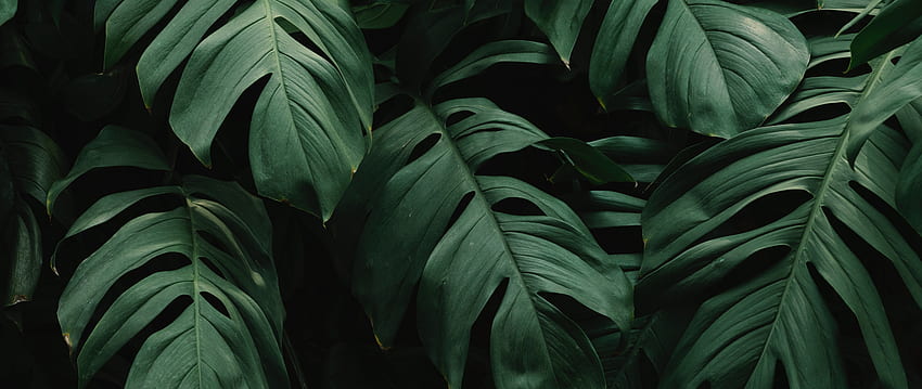 식물 잎 녹색 와이드 스크린 분할 잎 Philodendron Monstera Deliciosa - 해상도: HD 월페이퍼
