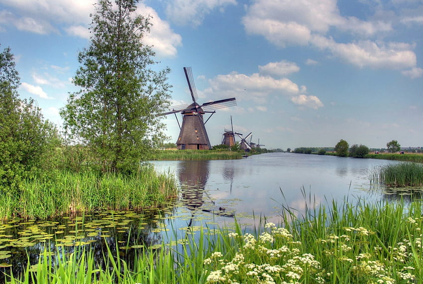 PASTORAL WINDMILLS, windmills, lilypads, netherlands, wildflowers, lakes, waterscapes, water lilies, trees, dyke, holland HD wallpaper