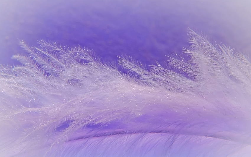 Feather, purple, pink, texture, lila HD wallpaper