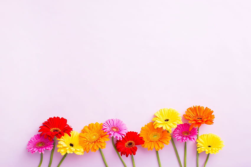 Obtén estas portadas de Pink Daisies para Facebook para tu perfil de Get, Simple Flower fondo de pantalla