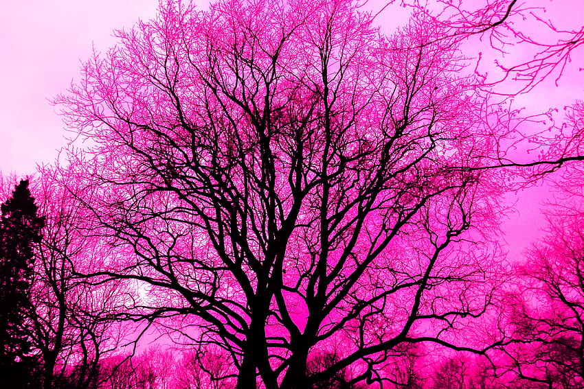 Розови дървета, розово, настроение, красиво, дървета, свят, сладост HD тапет
