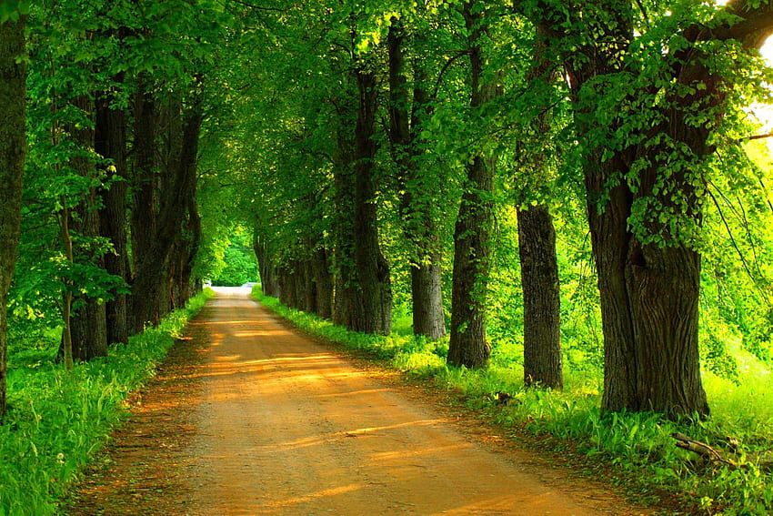 Grüne Natur, Pfad, Bäume, Straße, Natur, Frühling, Wald, Park, Spaziergang HD-Hintergrundbild