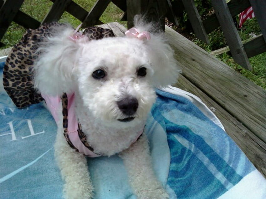 Джиджи слънчеви бани, куче, плуване, лято, кученце, бяло, слънце HD тапет