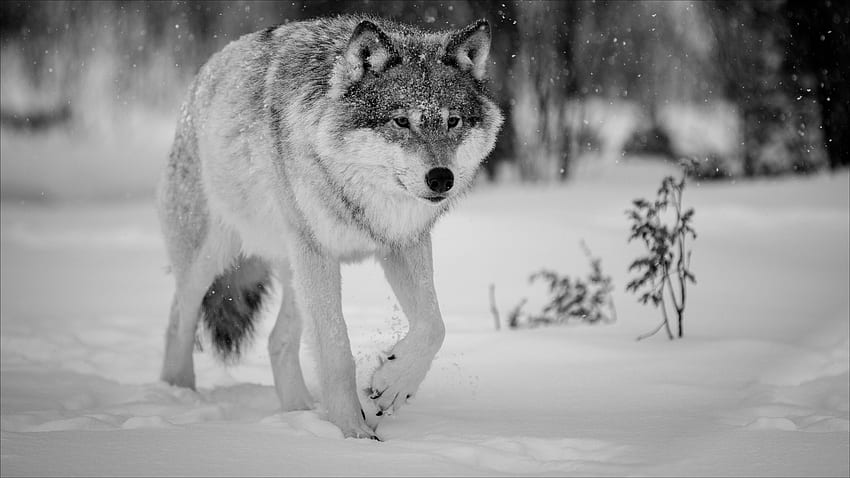 Paisajes: Invierno Lobos Naturaleza Nieve Paisaje Lobo fondo de pantalla |  Pxfuel