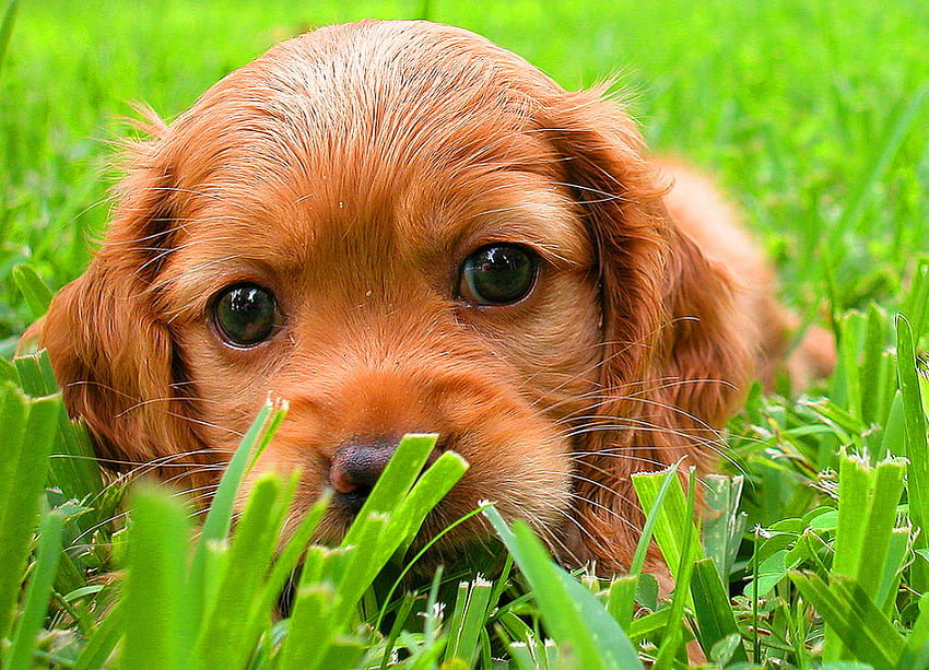 Очи на кученце, куче, кафяви очи, кученце, червена козина, трева HD тапет