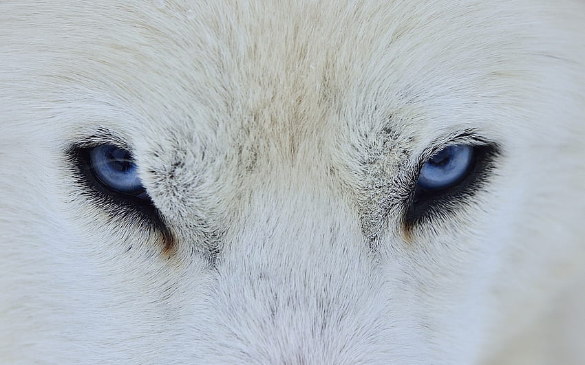 Occhi di lupo, blu, animale, bianco, pelle, consistenza, lupo, occhio Sfondo HD