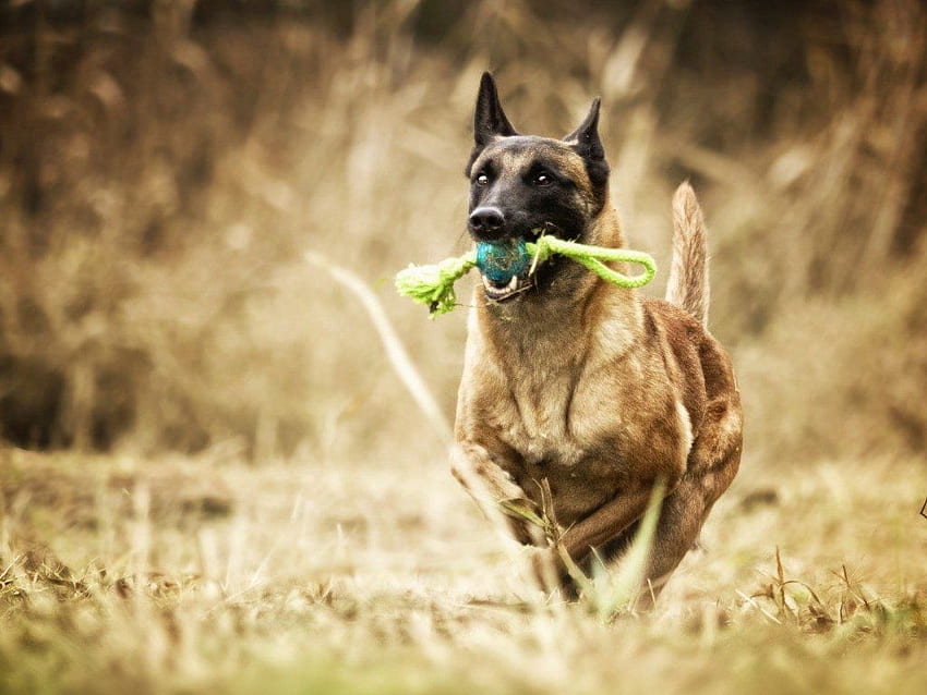 Uzyskanie odpowiedniego programu szkolenia posłuszeństwa psa - AAA Dog Training Tapeta HD