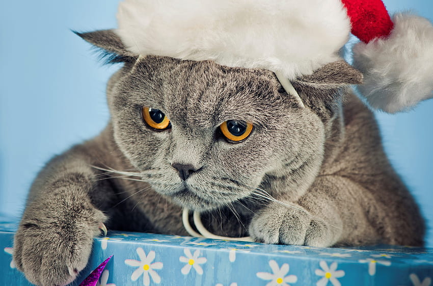 Tiere, Neujahr, Katze, schön, Mütze HD-Hintergrundbild