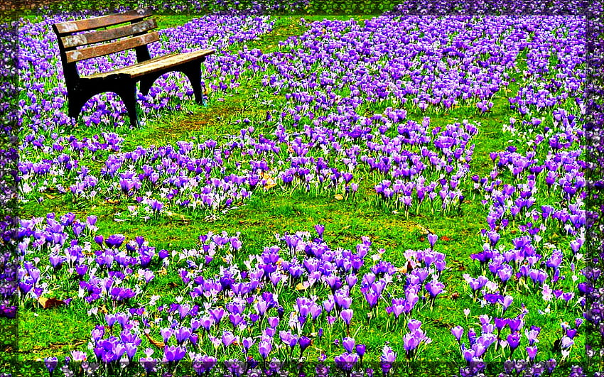 Spring flowers, Bench, Blossoms, Flowers, Blooms, Stalks HD wallpaper