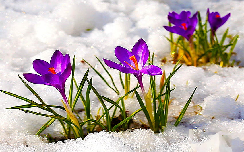 Primeros signos de primavera, plantas, azafrán, flores, nieve, jardín. fondo de pantalla