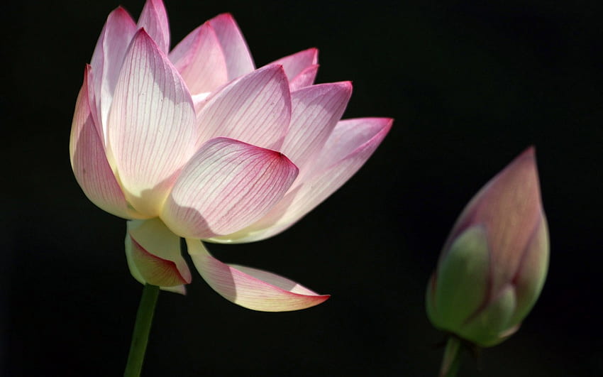 Lily Open and Bud, pink, open, bud, nature, flowers, lily HD wallpaper