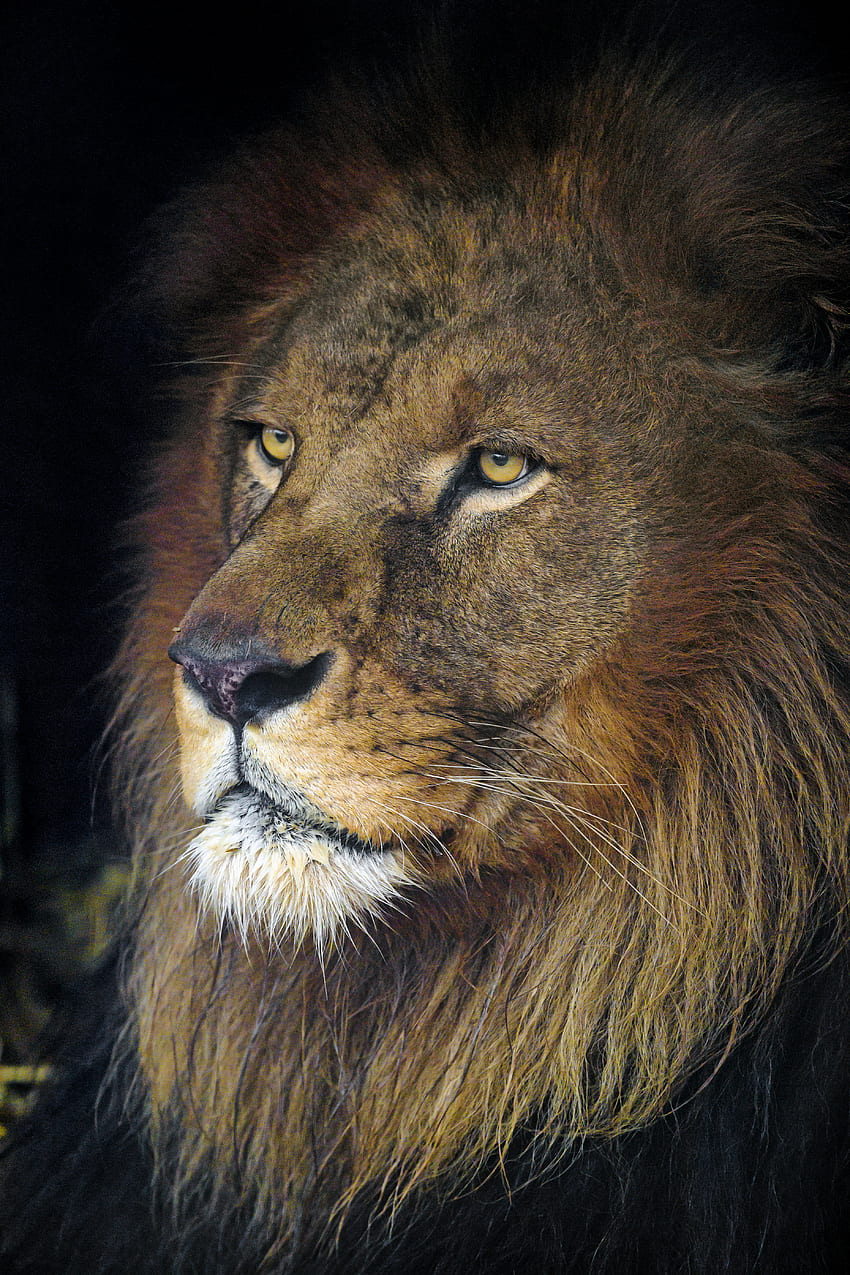 Animals, Lion, Predator, Sight, Opinion, Animal, Head, King Of Beasts, King Of The Beasts HD phone wallpaper