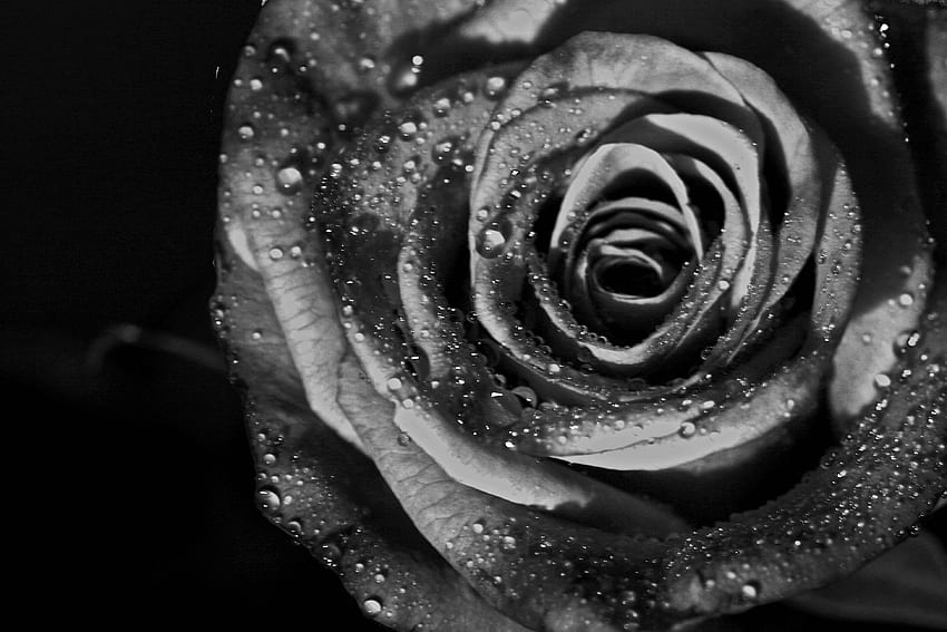 Black And White Rose [] for your , Mobile & Tablet. Explore Black And ...