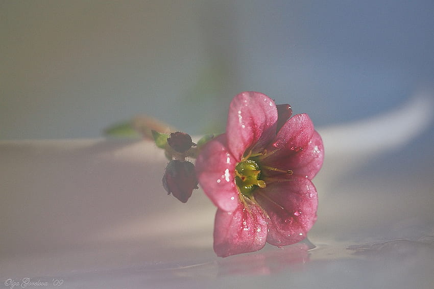 Beautiful Flower for Cinzia, art , still life, table, pink, white, reflection, flower, beautiful HD wallpaper