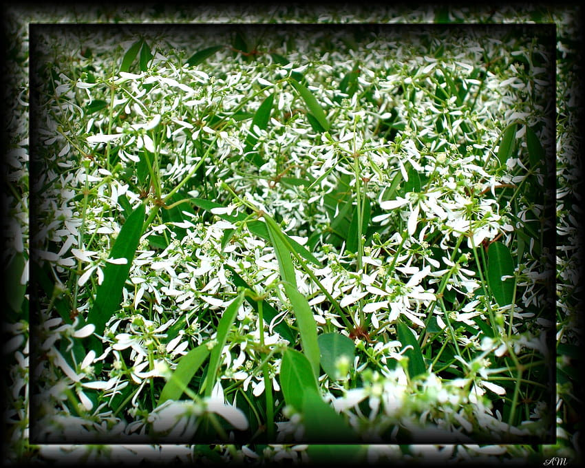 Tiny white flowers, white, garden, spring, bloom, summer, plant, flower, graph, blossom HD wallpaper