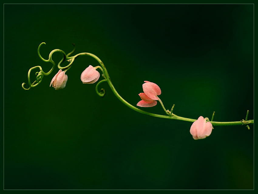 画面いっぱいに咲く、つぼみ、カール、つる、ピンクの花、緑の背景 高画質の壁紙