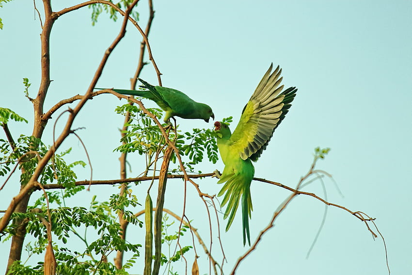 Two Green Parrots · Stock HD wallpaper