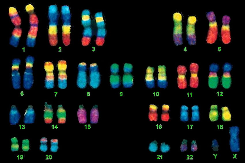 Биология : октомври 2011 г., Хромозома HD тапет