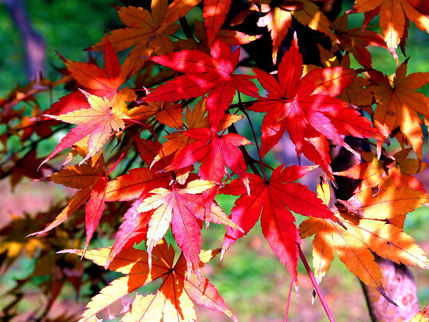 red leaves, leaves, fall, red, shape, autumn, beautiful HD wallpaper
