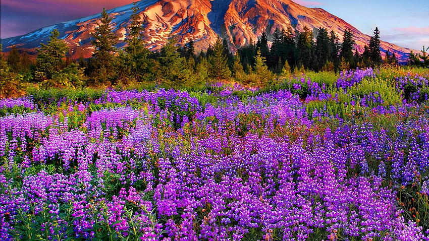 ทุ่งหญ้าภูเขากับดอกไม้ ต้นสน ภูมิทัศน์ ต้นไม้ ทุ่งหญ้า ธรรมชาติ ดอกไม้ ฤดูใบไม้ผลิ ภูเขา วอลล์เปเปอร์ HD