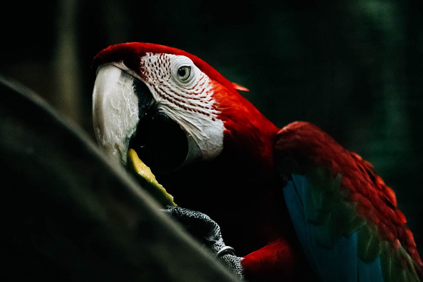 Başlık, Scarlet Macaw HD wallpaper
