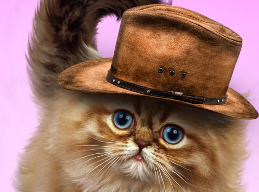 Kitten, pisica, animal, cute, cat, hat HD wallpaper