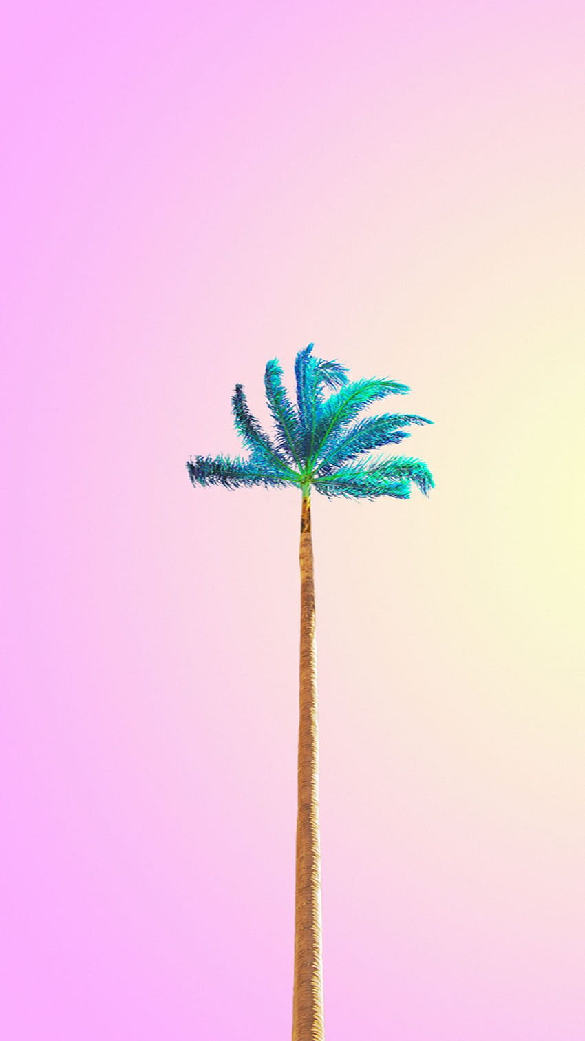 IPhone . Baum, Palme, Arecales, Pflanze, Türkis, Blatt, minimalistischer Baum HD-Handy-Hintergrundbild