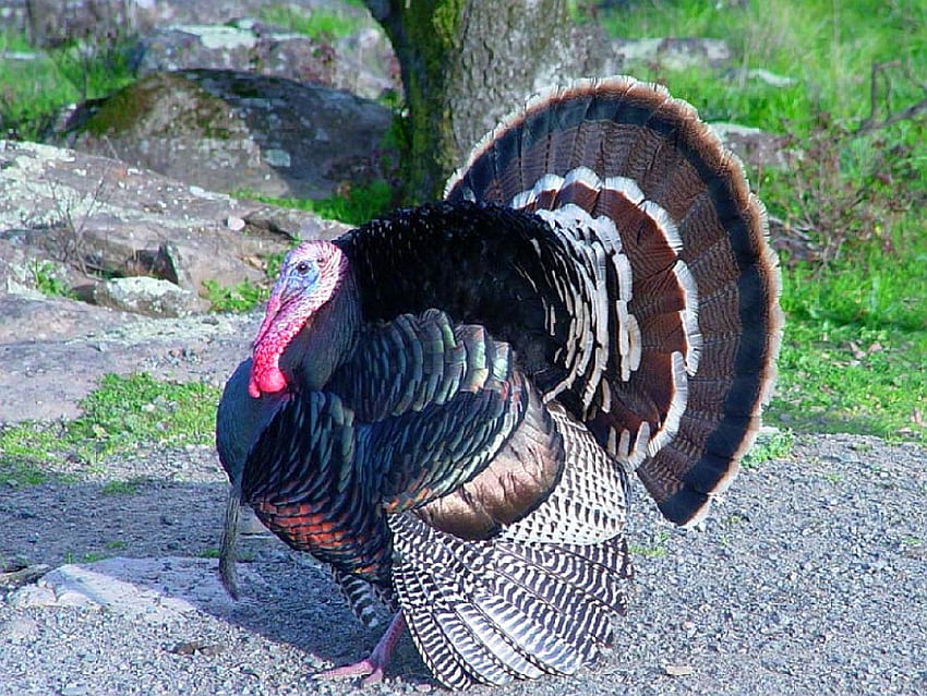 Beautiful Turkey, cool, beautiful, turkey HD wallpaper