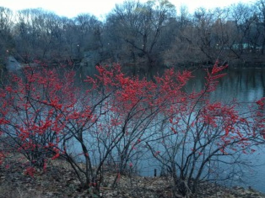 Winterberry Central Park, nature, winterberry, central park, nyc HD wallpaper