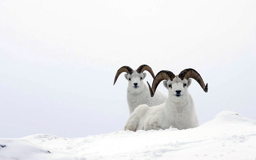 animales, nieve, pareja, par, elevación, cuernos, ovejas de montaña fondo de pantalla