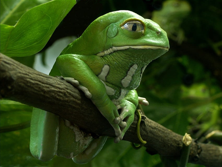 KERMI WAITING FOR MISS PIGGY, piggy, green, amphibian, kermit, frog HD wallpaper