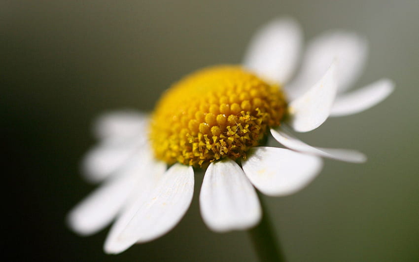 Kamille, Blume, Makro, Blütenblätter, Kamille HD-Hintergrundbild