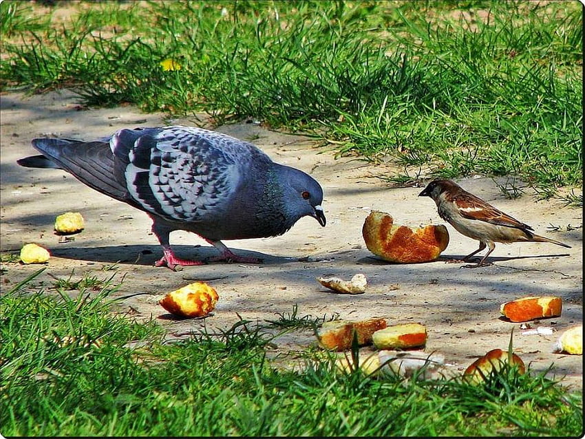 Lass sie Brot essen, blau, Vögel, Spatzen, Tiere, Essen, Brot, Gras HD-Hintergrundbild