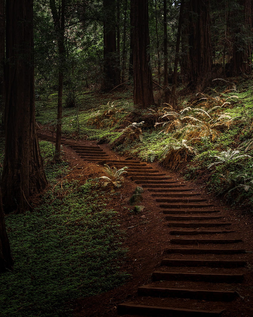 Nature, Trees, Forest, Greens, Path, Trail HD phone wallpaper