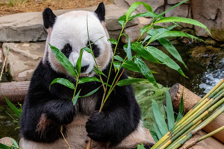 Animals, Food, Bear, Bamboo, Panda HD wallpaper