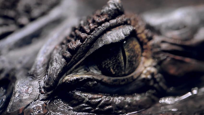 Alligator's Eye. Close Up Of A Live Alligator's Eye. Crocodile, Caiman. Dinosaur Monster Stock Video Footage Storyblocks HD wallpaper