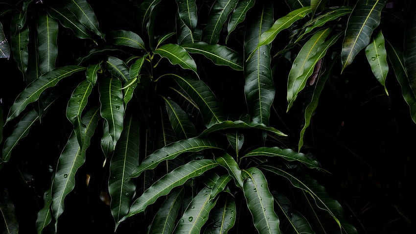 Листа, зелено, растение, манго - Зелен растителен фон, листа от джунгла HD тапет